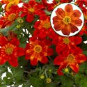 Afbeelding van Bidens P12 Scarlet Red